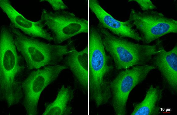 RANBP1 Antibody in Immunocytochemistry (ICC/IF)