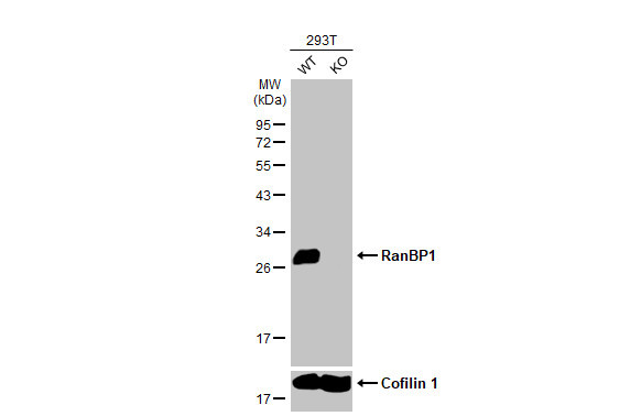 RANBP1 Antibody in Western Blot (WB)