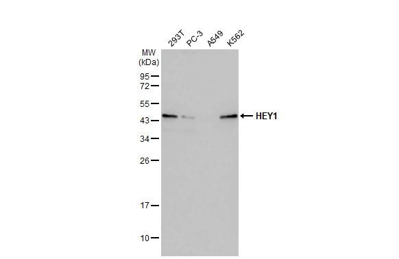 HEY1 Antibody in Western Blot (WB)