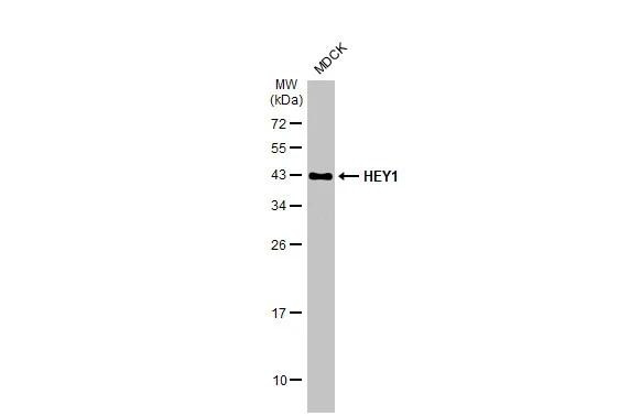 HEY1 Antibody in Western Blot (WB)