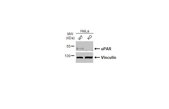 uPAR Antibody in Western Blot (WB)