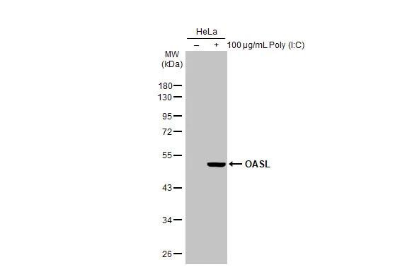 OASL Antibody in Western Blot (WB)