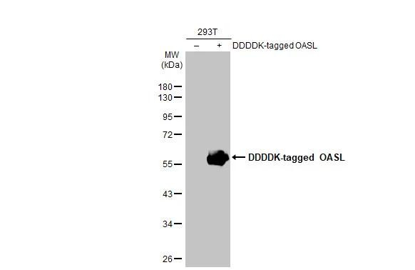 OASL Antibody in Western Blot (WB)