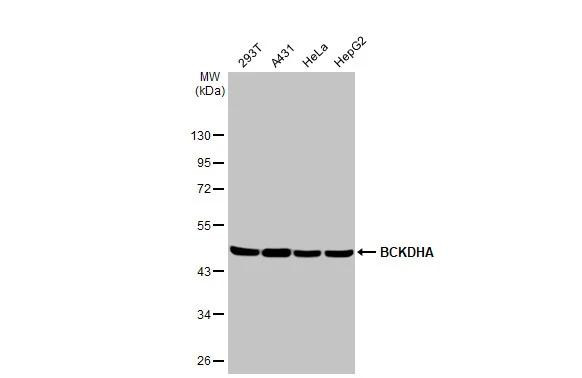 BCKDHA Antibody in Western Blot (WB)