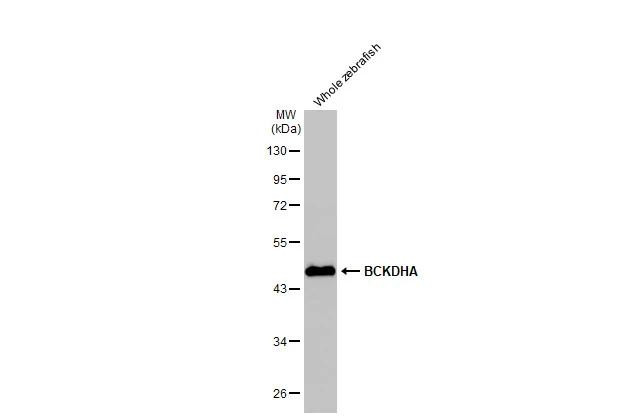 BCKDHA Antibody in Western Blot (WB)