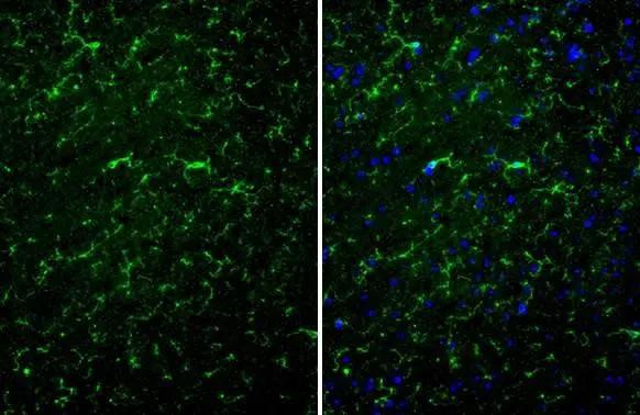 TMEM119 Antibody in Immunohistochemistry (Paraffin) (IHC (P))