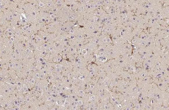 TMEM119 Antibody in Immunohistochemistry (Paraffin) (IHC (P))