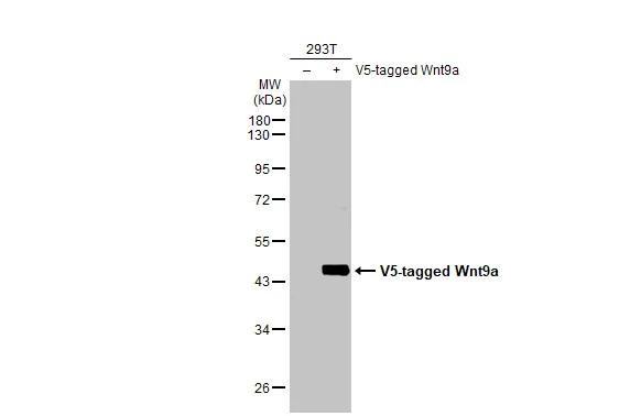 WNT9A Antibody in Western Blot (WB)