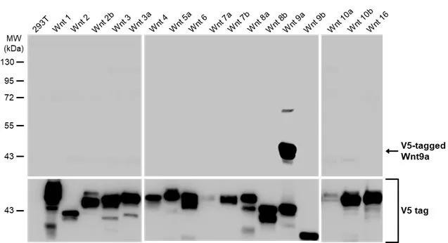 WNT9A Antibody in Western Blot (WB)