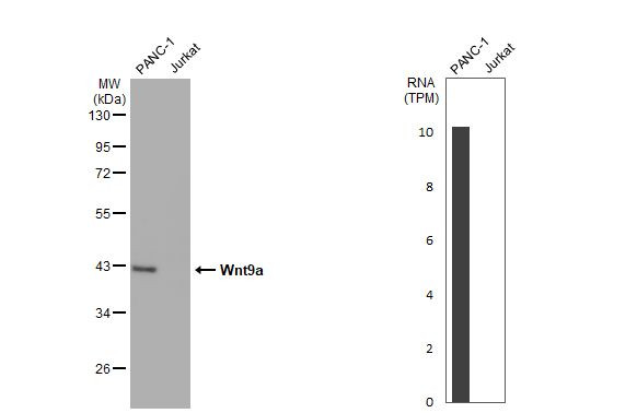 WNT9A Antibody in Western Blot (WB)