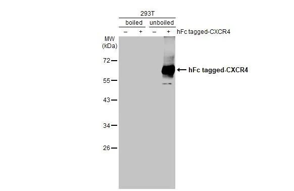 CXCR4 Antibody in Western Blot (WB)