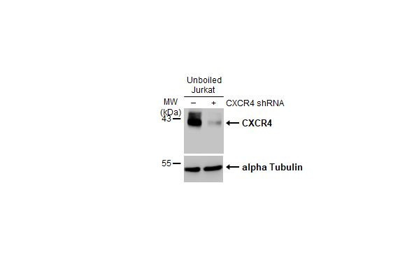 CXCR4 Antibody in Western Blot (WB)