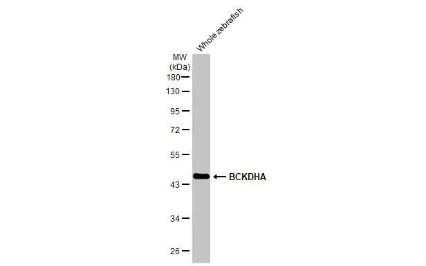 BCKDHA Antibody in Western Blot (WB)