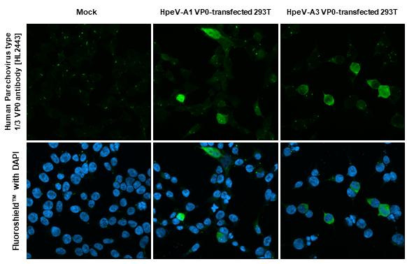 Human Parechovirus Type 1/3 VP0 Antibody in Immunocytochemistry (ICC/IF)