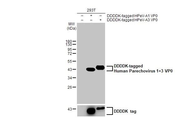 Human Parechovirus Type 1/3 VP0 Antibody in Western Blot (WB)