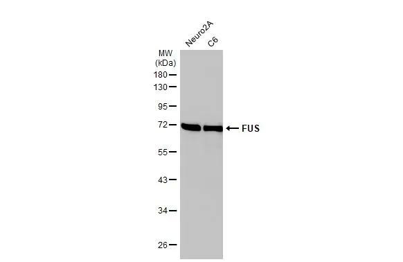 FUS Antibody in Western Blot (WB)