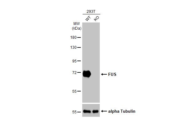 FUS Antibody in Western Blot (WB)