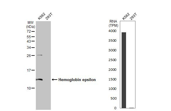 HBE1 Antibody in Western Blot (WB)