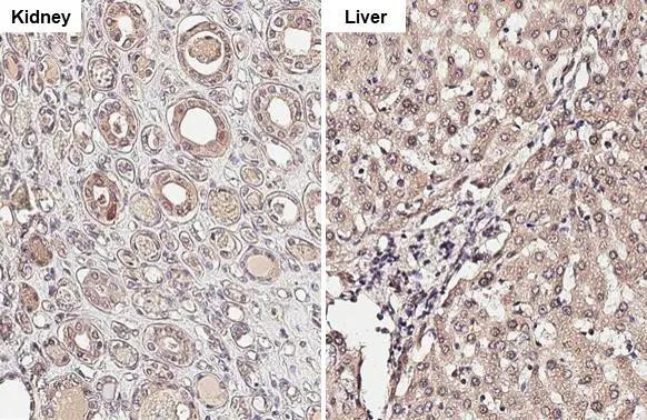 Cathepsin S Antibody in Immunohistochemistry (Paraffin) (IHC (P))