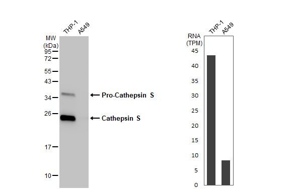 Cathepsin S Antibody in Western Blot (WB)