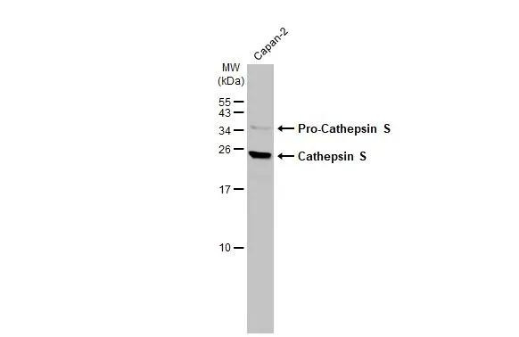 Cathepsin S Antibody in Western Blot (WB)