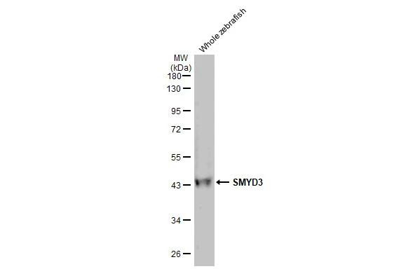 SMYD3 Antibody in Western Blot (WB)