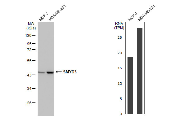 SMYD3 Antibody in Western Blot (WB)