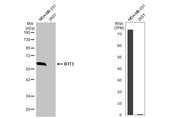 IFIT3 Antibody in Western Blot (WB)