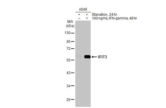 IFIT3 Antibody in Western Blot (WB)