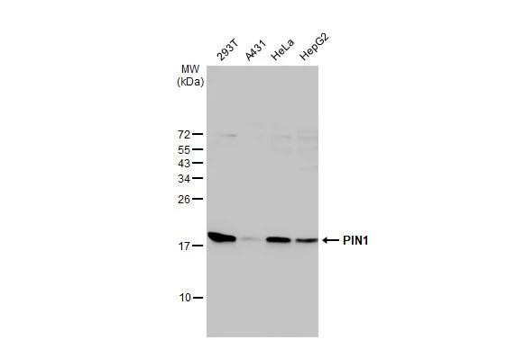 PIN1 Antibody in Western Blot (WB)