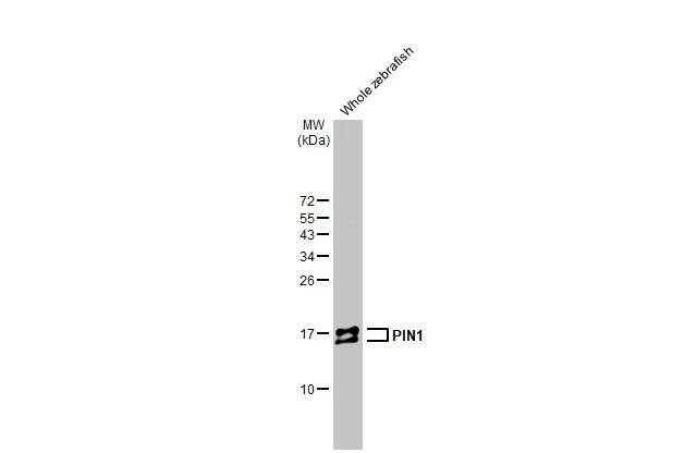 PIN1 Antibody in Western Blot (WB)