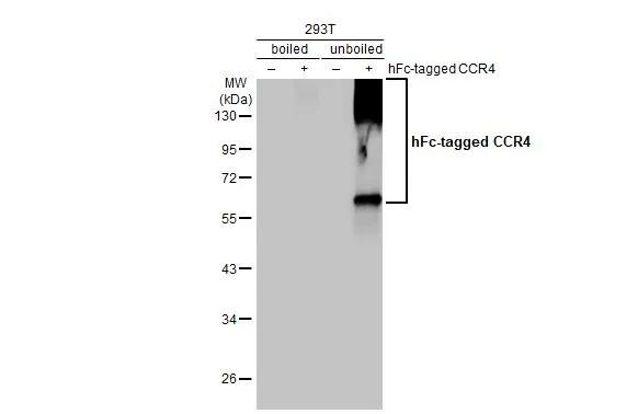 CCR4 Antibody in Western Blot (WB)