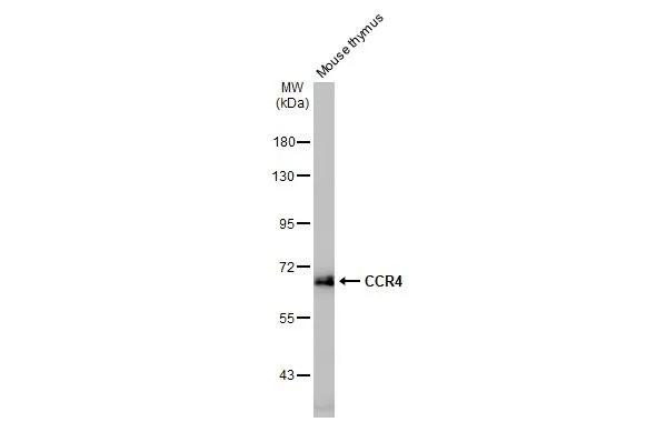 CCR4 Antibody in Western Blot (WB)