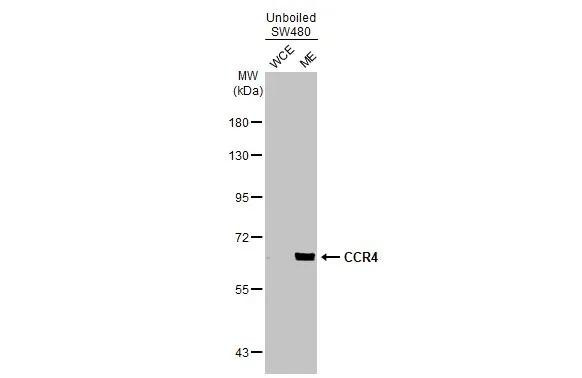 CCR4 Antibody in Western Blot (WB)