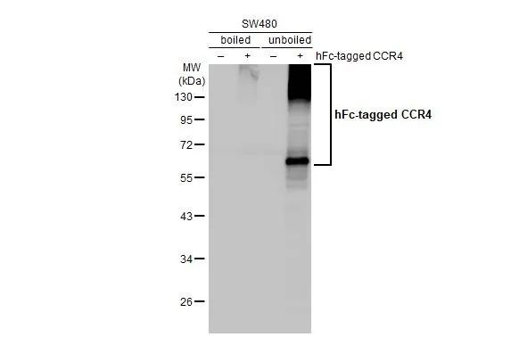 CCR4 Antibody in Western Blot (WB)