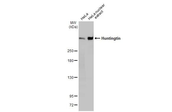 Huntingtin Antibody in Western Blot (WB)