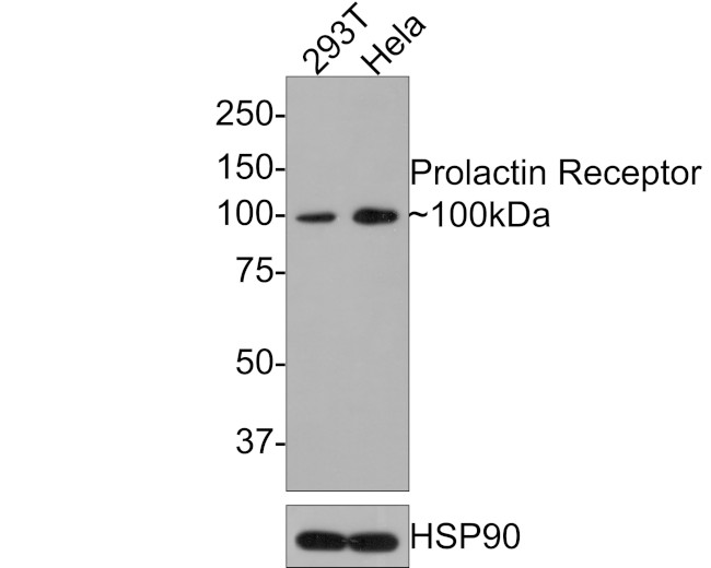 Prolactin Receptor Antibody in Western Blot (WB)