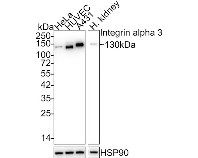 CD49c (Integrin alpha 3) Antibody in Western Blot (WB)