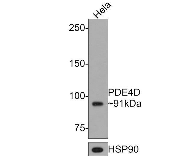 PDE4D Antibody in Western Blot (WB)