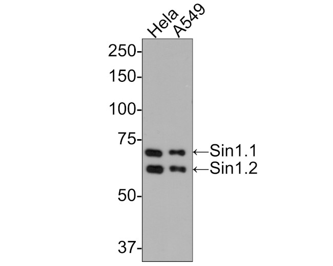 MAPKAP1 Antibody in Western Blot (WB)