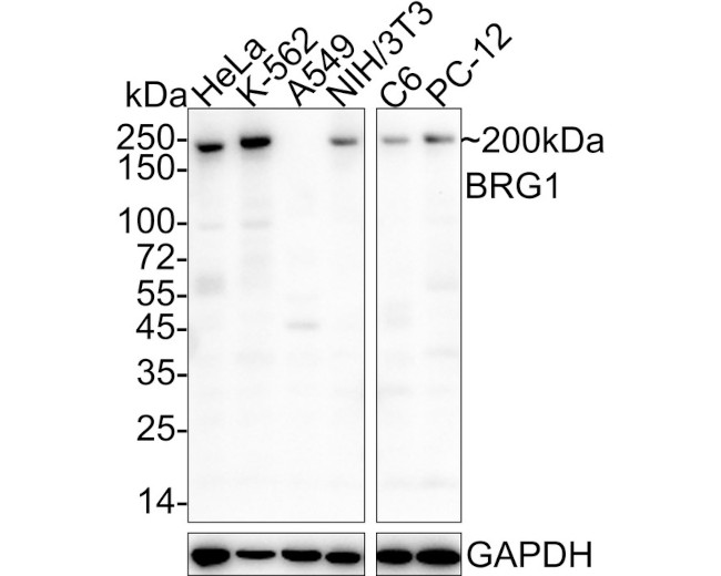 BRG1 Antibody in Western Blot (WB)