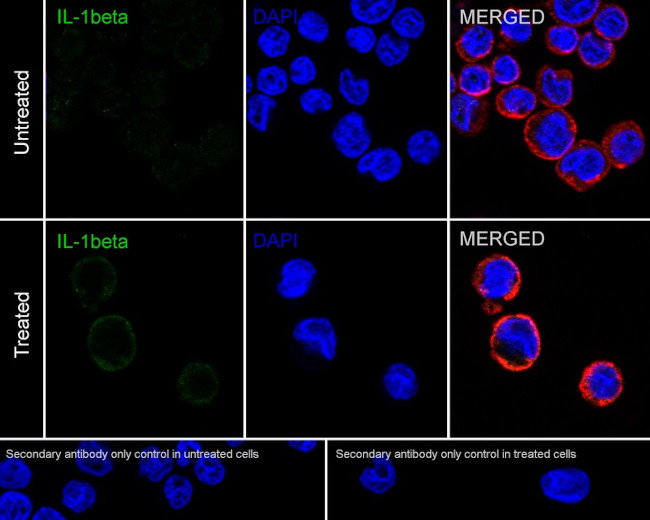 IL-1 beta Antibody in ELISA (ELISA)