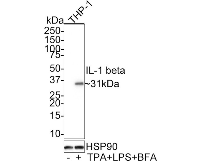 IL-1 beta Antibody in Western Blot (WB)