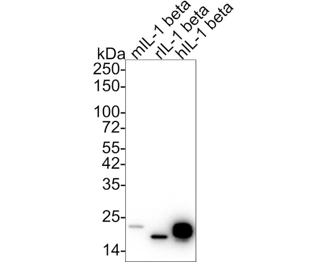 IL-1 beta Antibody in Western Blot (WB)