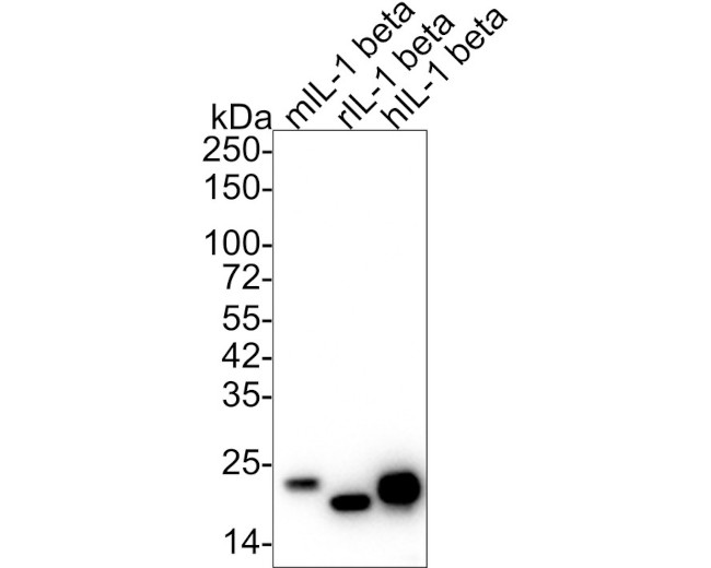 IL-1 beta Antibody in Western Blot (WB)