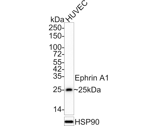 Ephrin A1 Antibody in Western Blot (WB)