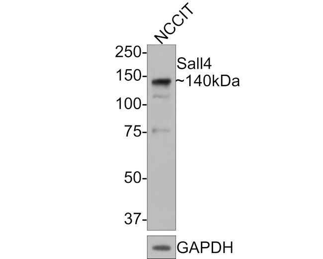 SALL4 Antibody in Western Blot (WB)