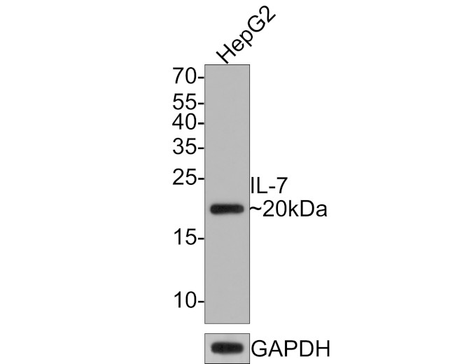 IL-7 Antibody in Western Blot (WB)