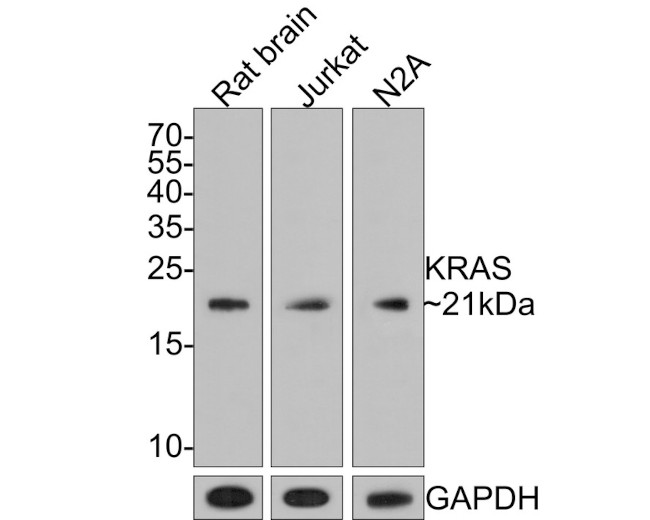 K-Ras Antibody in Western Blot (WB)