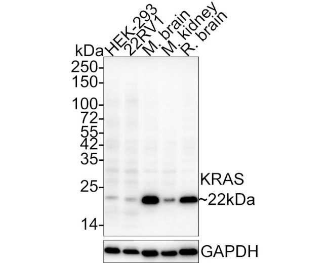 K-Ras Antibody in Western Blot (WB)